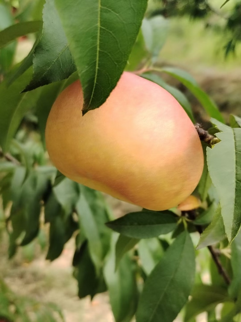 彩虹蟠桃
