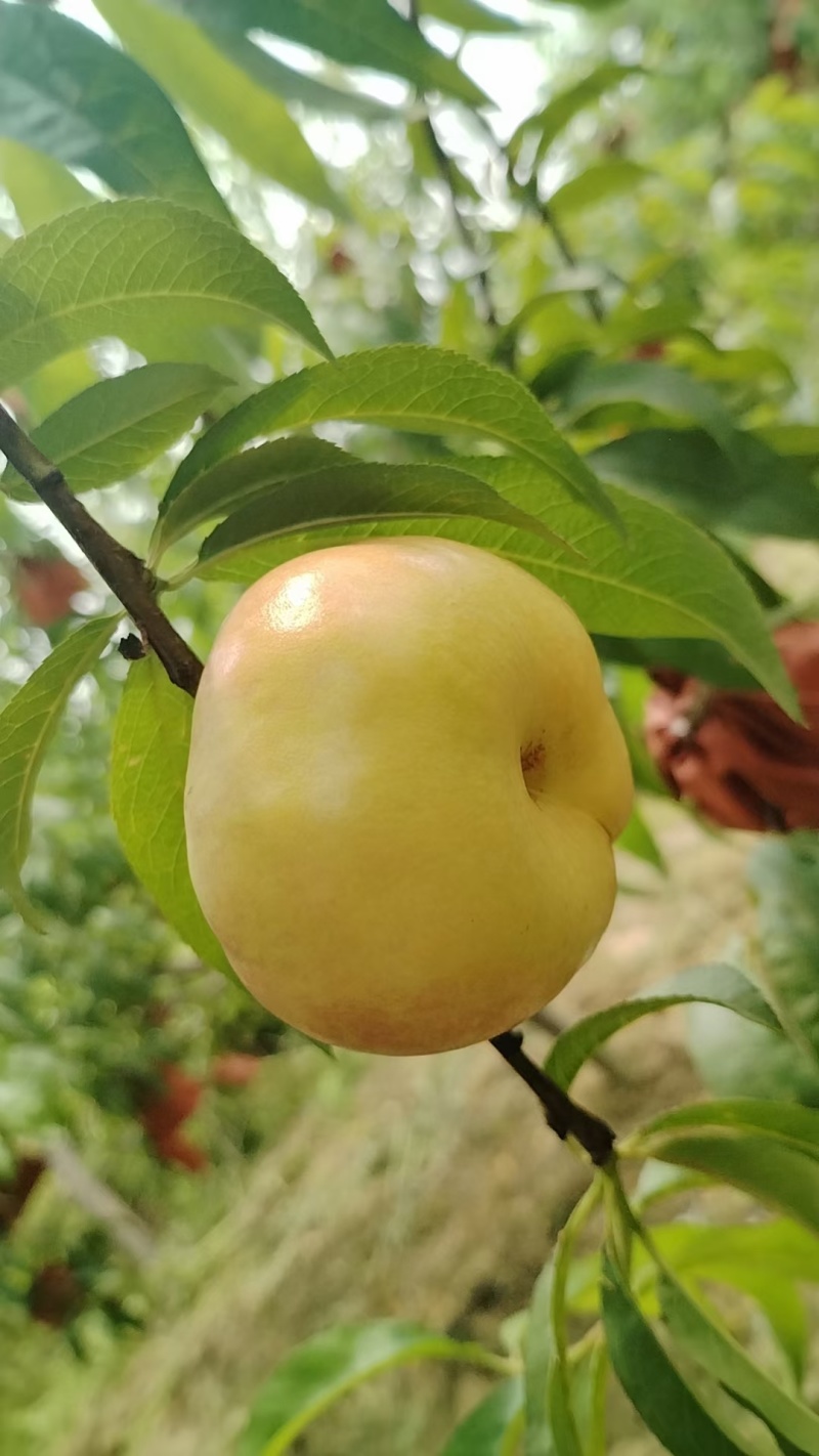 彩虹蟠桃
