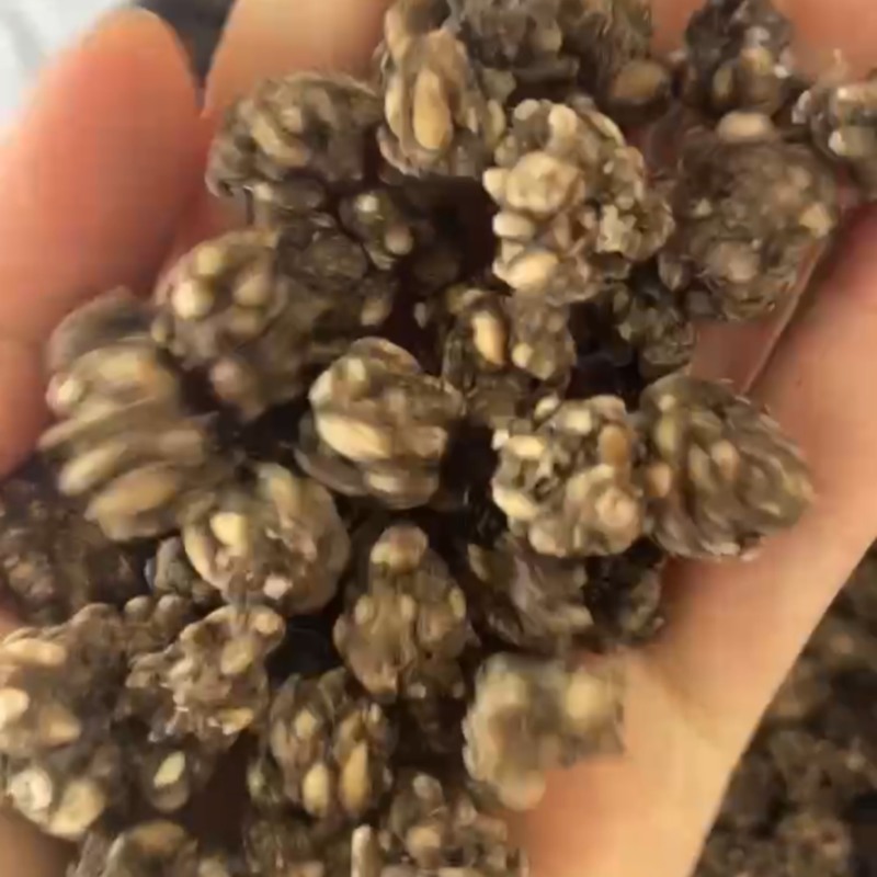河南信阳猫爪草淮滨产地直发