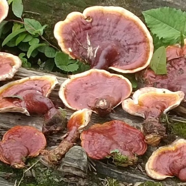 灵芝高山野生灵芝