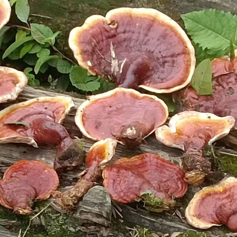 灵芝高山野生灵芝