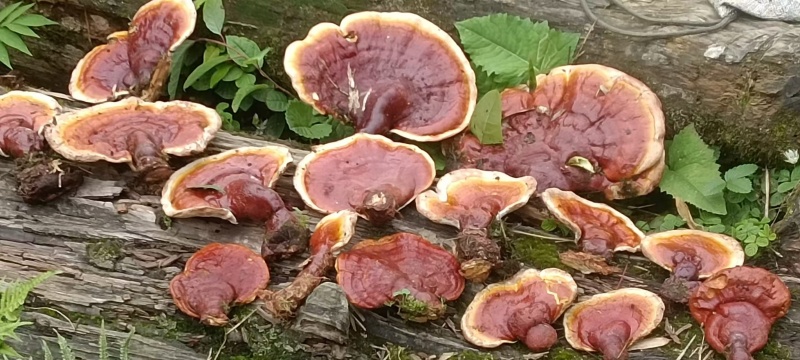 灵芝高山野生灵芝