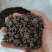 批发纯野生猫爪草（特级货），一手货源，诚信经营！