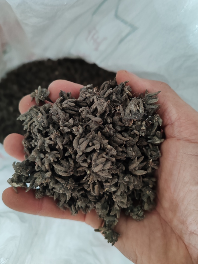 批发纯野生猫爪草（特级货），一手货源，诚信经营！