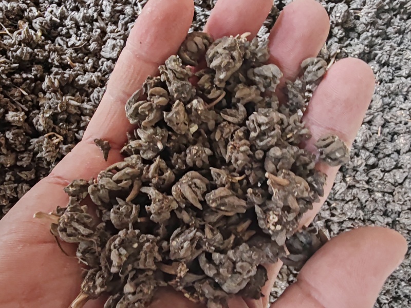 批发纯野生猫爪草（特级货），一手货源，诚信经营！