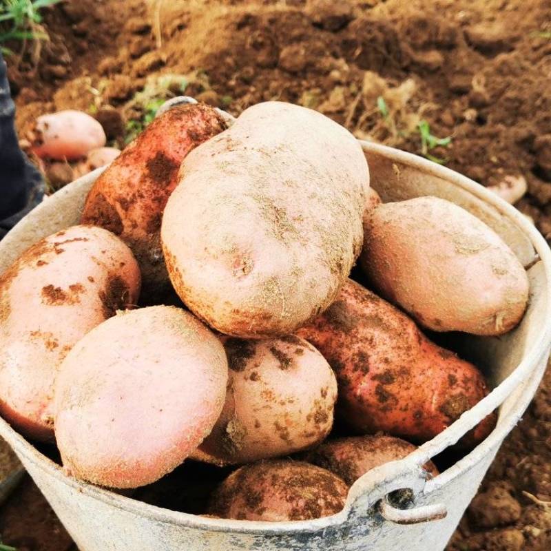 云南保山高原红果蔬基地青暑9号红皮黄心。生态土豆