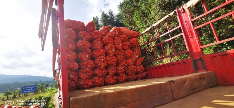 云南保山高原红果蔬基地青暑9号红皮黄心。生态土豆