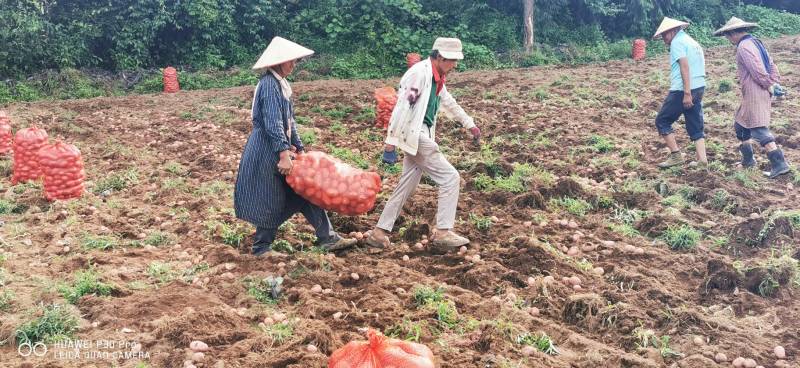 云南保山高原红果蔬基地青暑9号红皮黄心。生态土豆