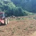 云南保山高原红果蔬基地青暑9号红皮黄心。生态土豆