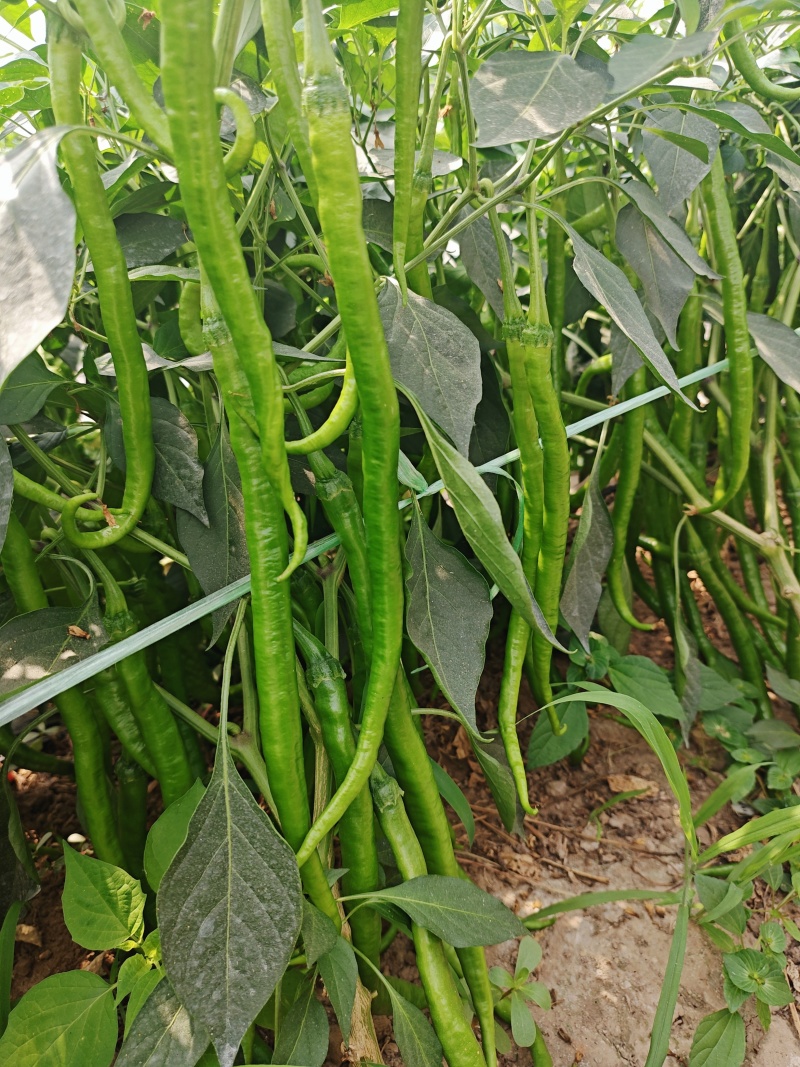 精品线椒苗螺线椒苗二荆条苗现挖现发包成活