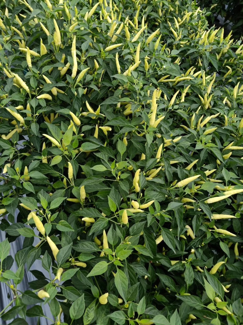 小米椒辣椒苗朝天椒苗现挖现发产量高膨果快包成活