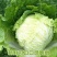 2025年商丘夏邑夏阳白菜，产区直供，大量有货