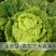2025年商丘夏邑夏阳白菜，产区直供，大量有货