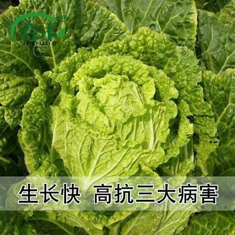 2025年商丘夏邑夏阳白菜，产区直供，大量有货
