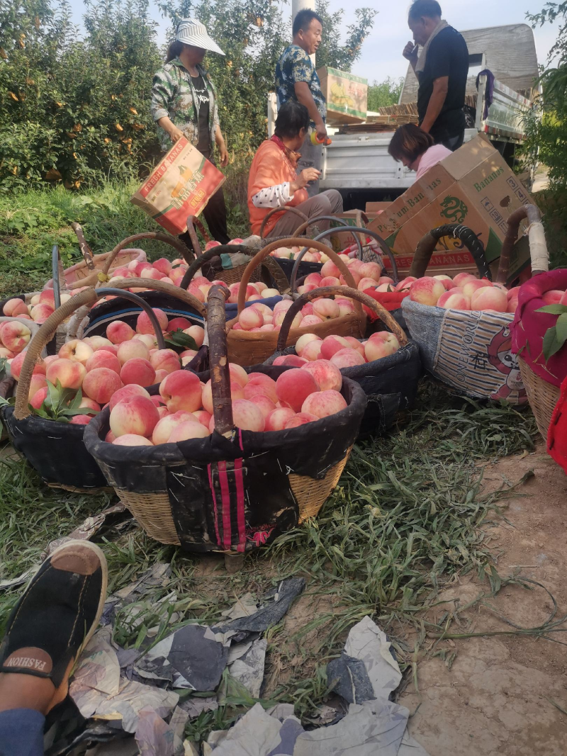 突围桃/陕西突围水蜜桃/毛桃，品种齐全，大吨位供货发全国