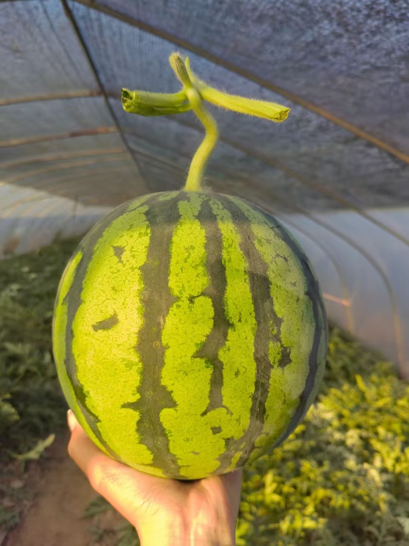 精选陕西美都西瓜无籽西瓜麒麟西瓜产地直发皮薄糖度高