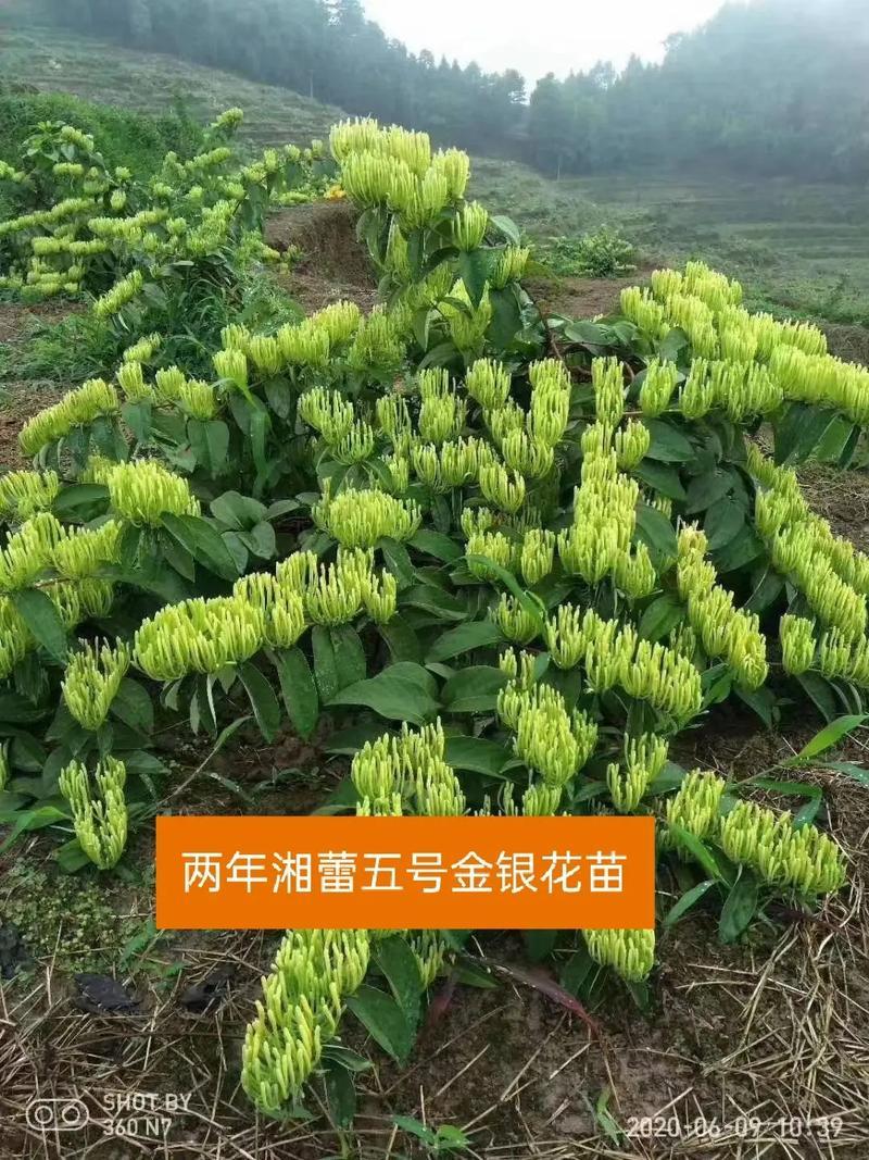 湘雷5号金银花苗木