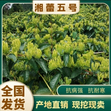湘雷5号金银花苗木