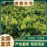 湘雷5号金银花苗木