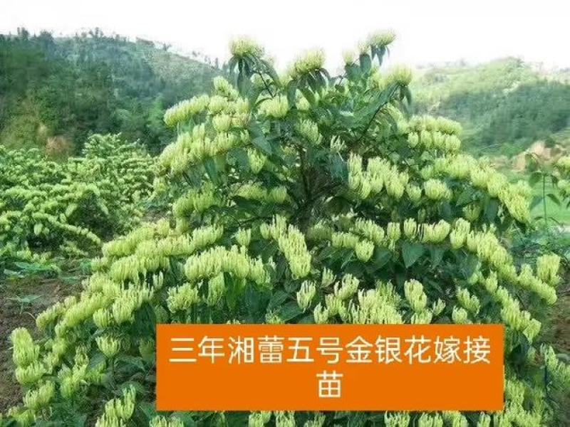湘雷5号金银花苗木