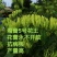 湘雷5号金银花苗木