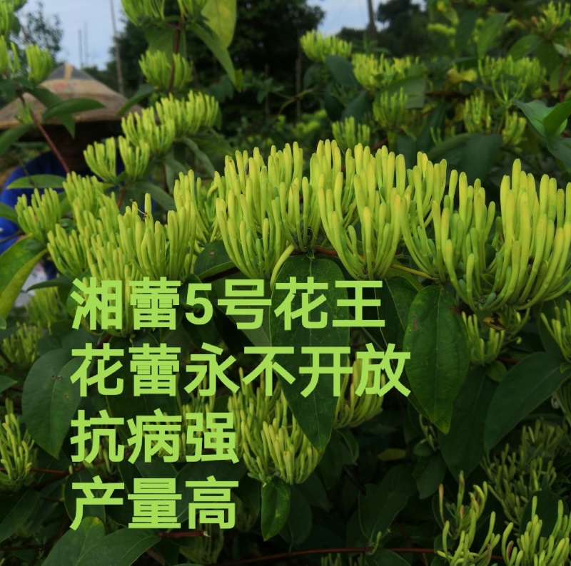 湘雷5号金银花苗木