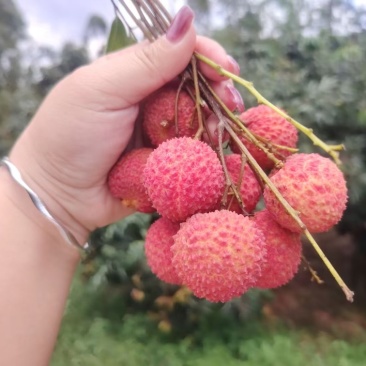 粉红色，桂味，带着花香徐部步前来