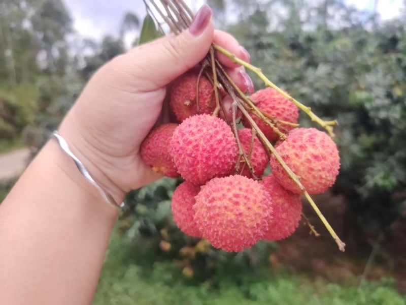 粉红色，桂味，带着花香徐部步前来