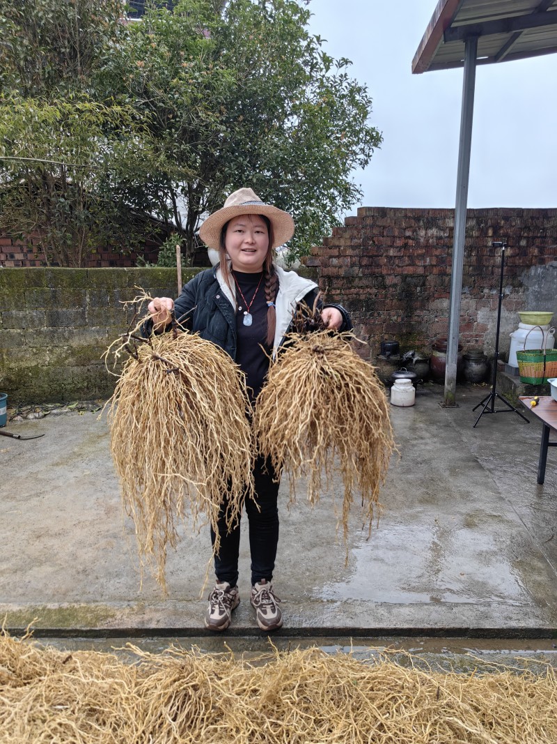 牛尾菜苗，牛尾蕨，龙须蕨，蕨菜种苗，基地供货，质量保证