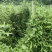 牛尾菜苗，牛尾蕨，龙须蕨，蕨菜种苗，基地供货，质量保证