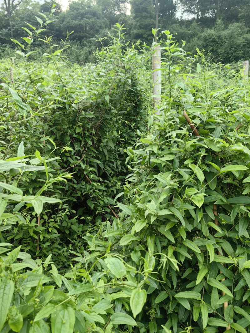 牛尾菜苗，牛尾蕨，龙须蕨，蕨菜种苗，基地供货，质量保证