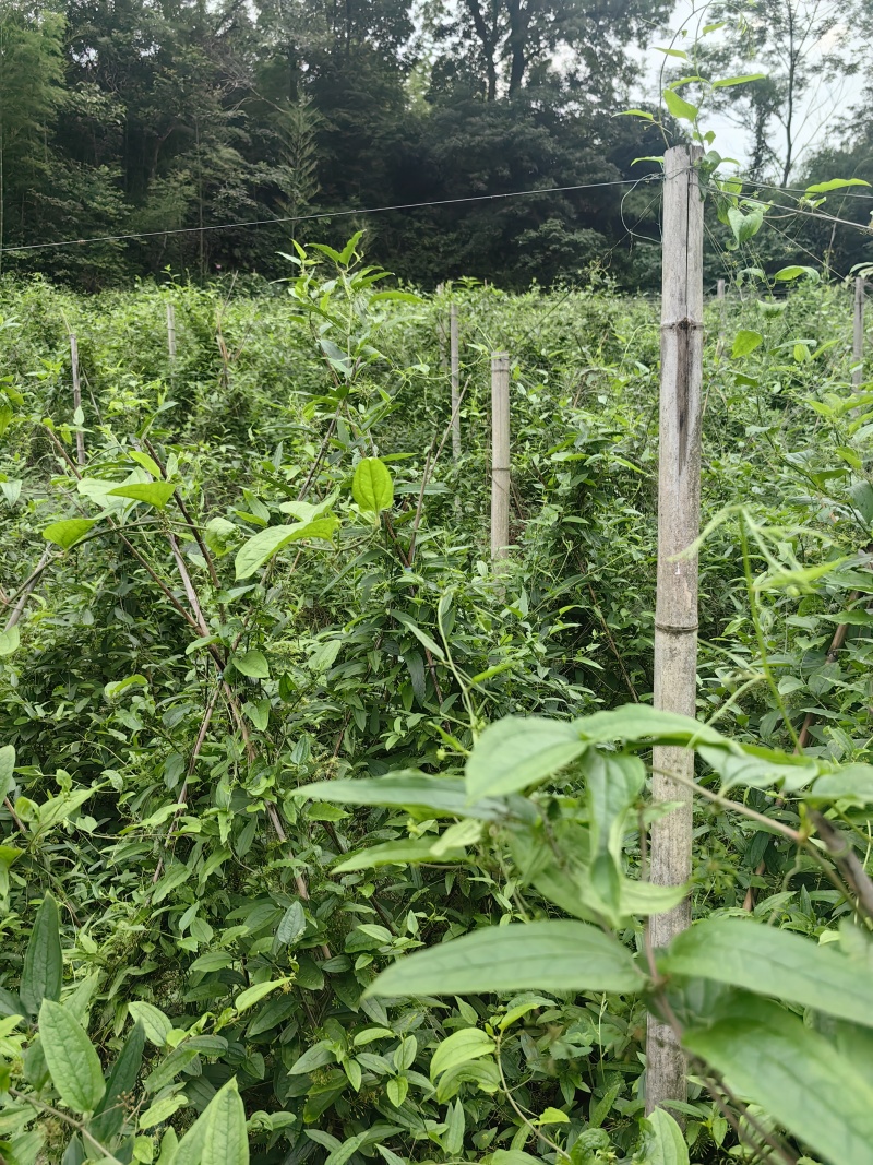 牛尾菜苗，牛尾蕨，龙须蕨，蕨菜种苗，基地供货，质量保证