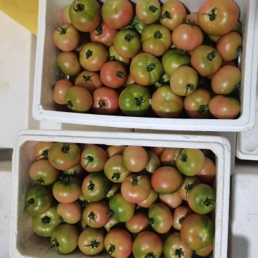 精品草莓西红柿产地直发品质保证量大从优一手货源