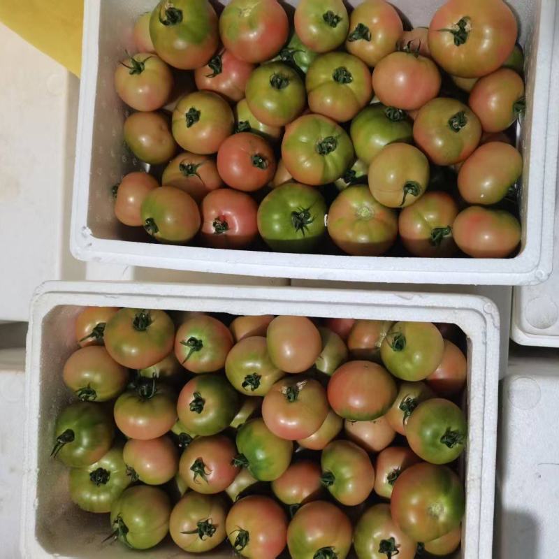 精品草莓西红柿产地直发品质保证量大从优一手货源