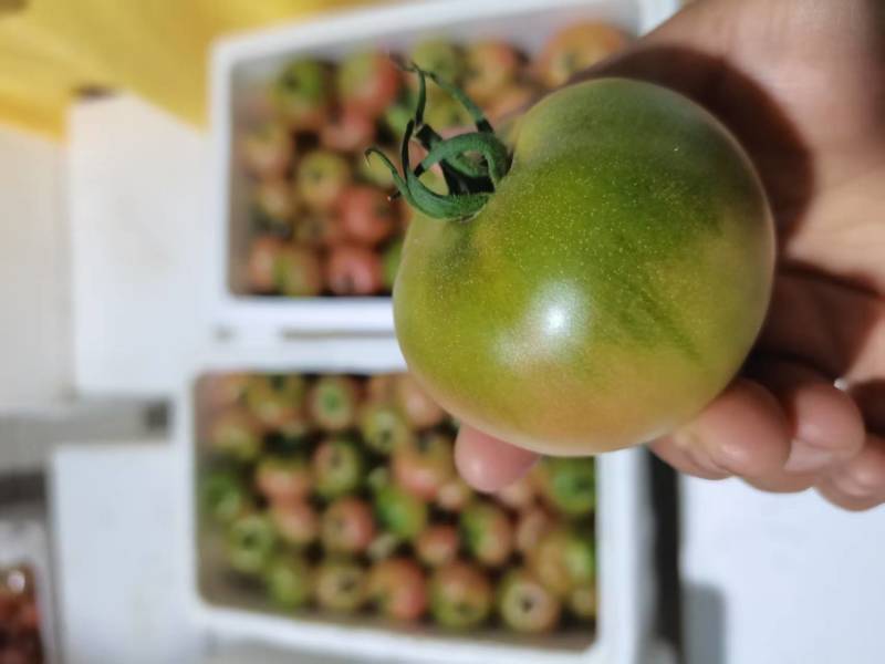 精品草莓西红柿产地直发品质保证量大从优一手货源