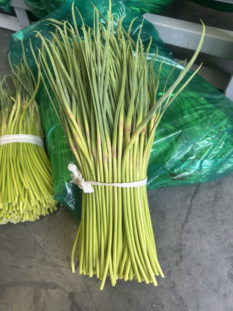 冷库邳州红帽蒜薹电商货源标准小把去叶净菜量大货源充足！