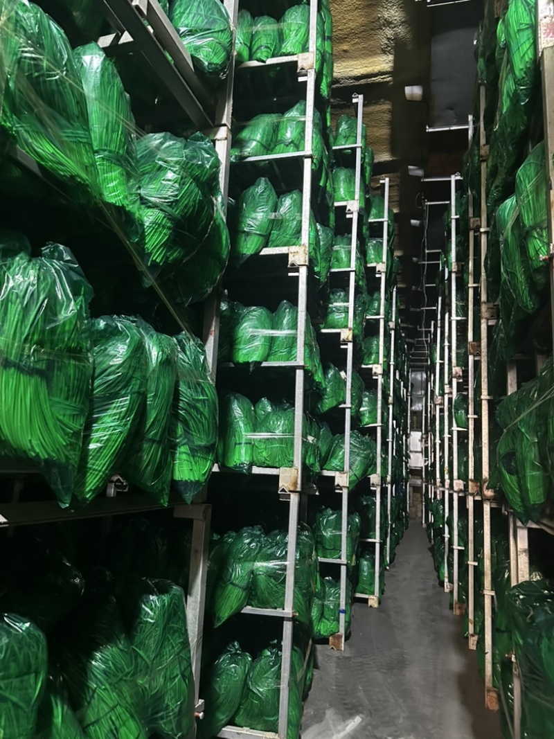 冷库邳州红帽蒜薹电商货源标准小把去叶净菜量大货源充足！