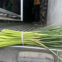 冷库邳州红帽蒜薹电商货源标准小把去叶净菜量大货源充足！