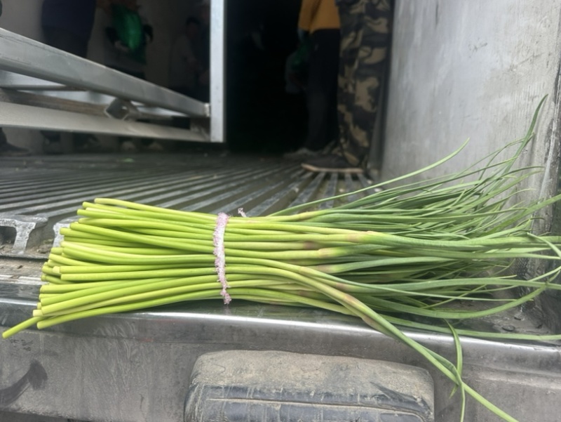 冷库邳州红帽蒜薹电商货源标准小把去叶净菜量大货源充足！