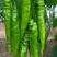 薄皮椒苗螺丝椒苗牛角苗线椒苗灯笼椒苗