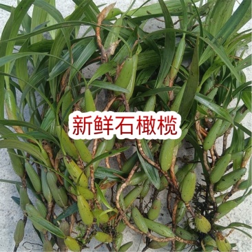 大果石橄榄仙桃果跑展会地摊电商新鲜石橄榄石仙桃仙桃果