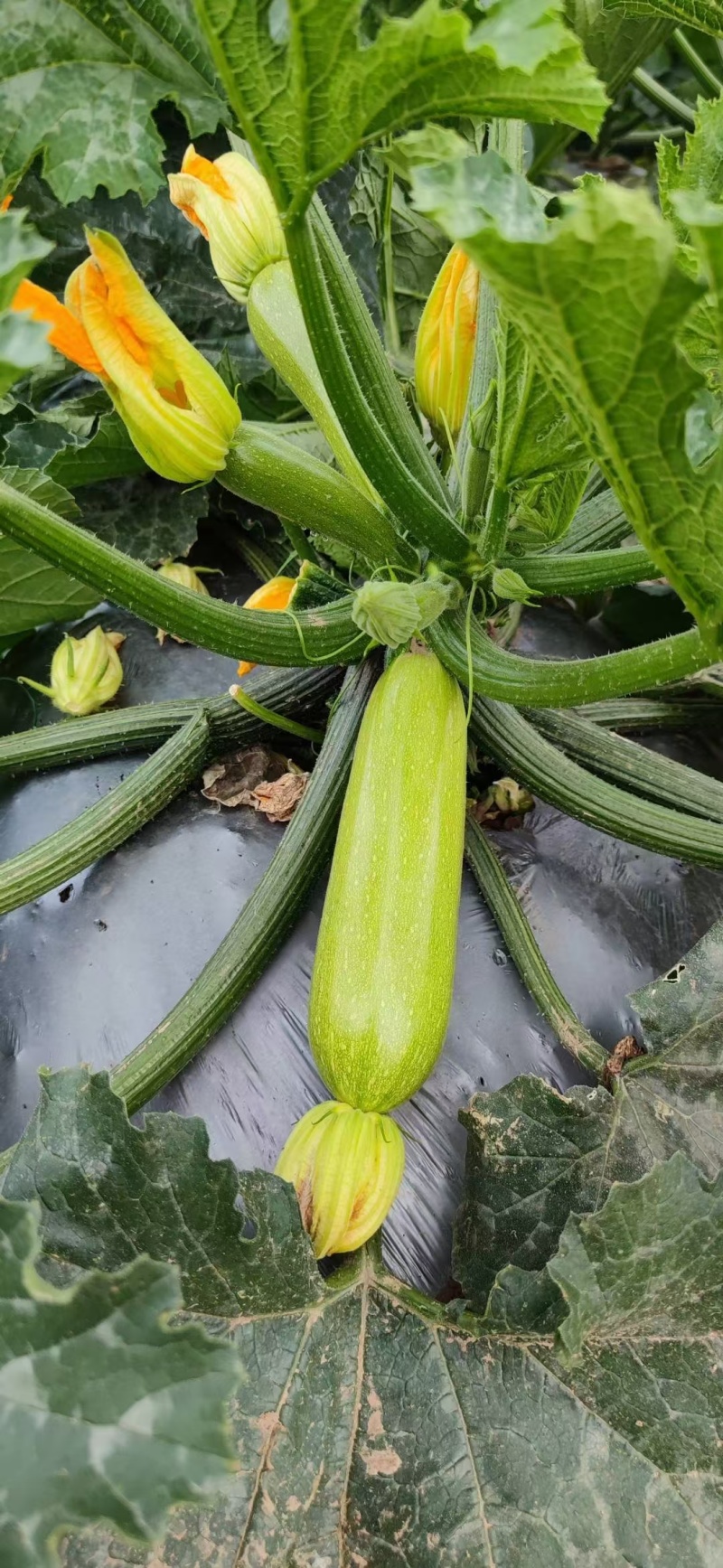 西葫芦·圆葫芦·嫩南瓜·小圆瓜，新鲜蔬菜现摘现发