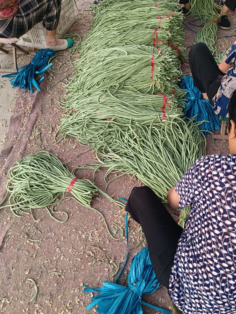 长豆角莘县懂社庄长豆角大量上市中价格便宜优惠。产地直销。