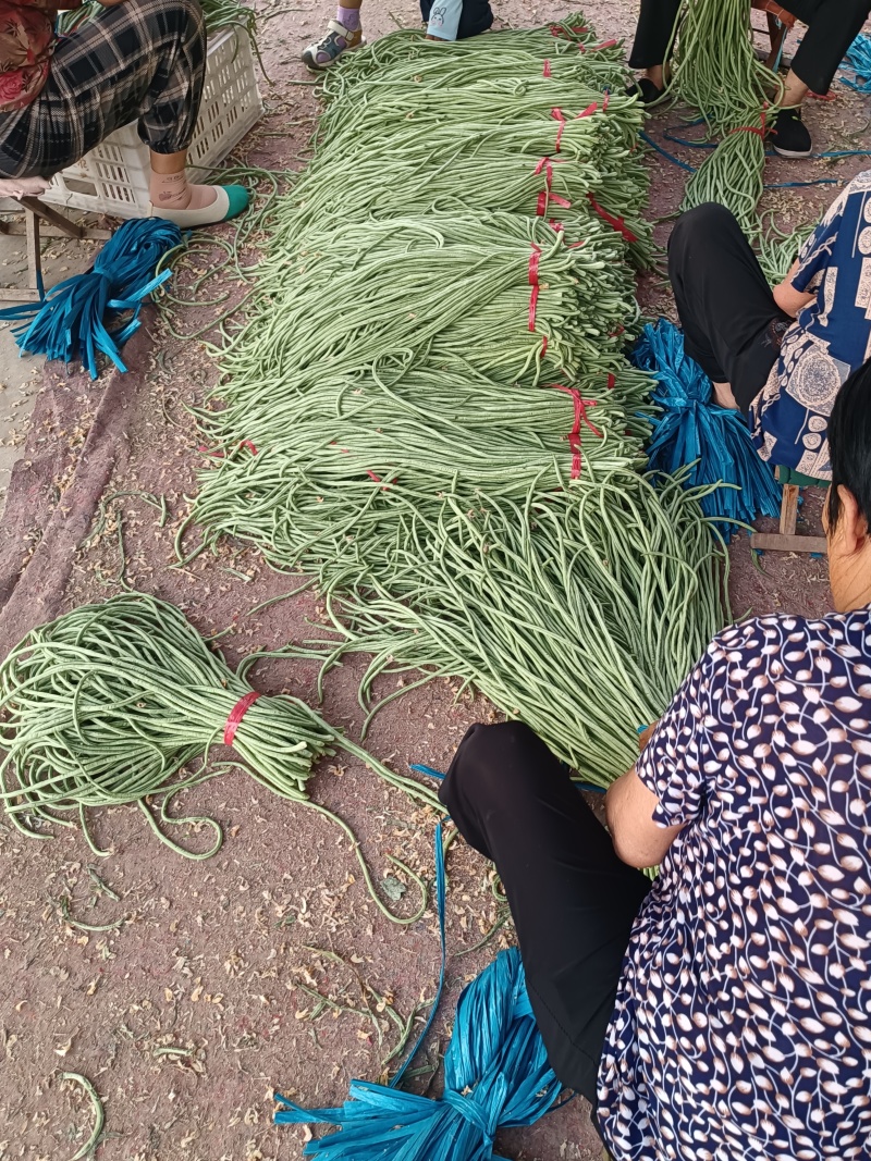 长豆角莘县懂社庄长豆角大量上市中价格便宜优惠。产地直销。