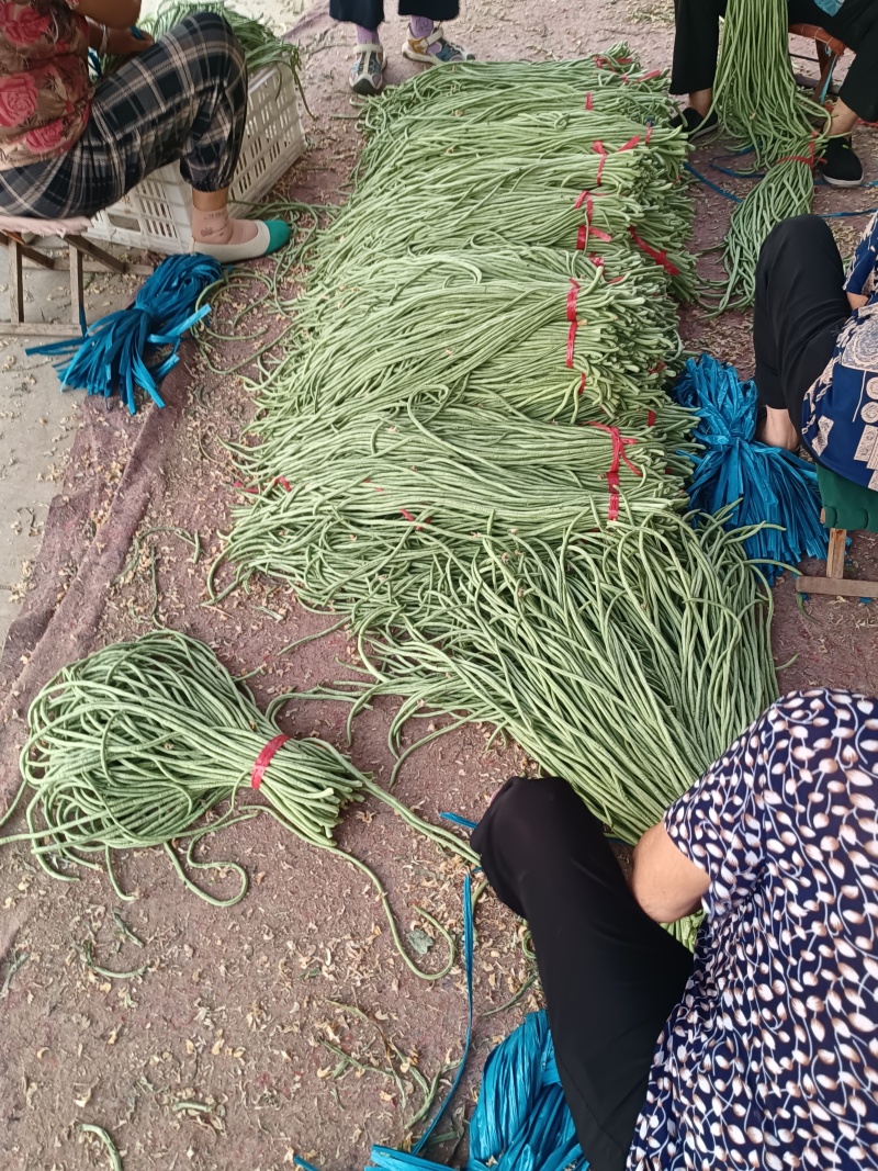 长豆角莘县懂社庄长豆角大量上市中价格便宜优惠。产地直销。