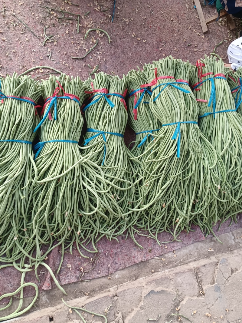 长豆角莘县懂社庄长豆角大量上市中价格便宜优惠。产地直销。