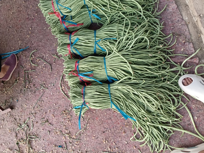 长豆角莘县懂社庄长豆角大量上市中价格便宜优惠。产地直销。