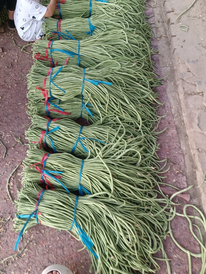 长豆角莘县懂社庄长豆角大量上市中价格便宜优惠。产地直销。