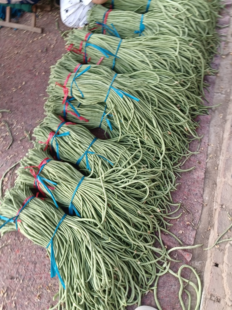 长豆角莘县懂社庄长豆角大量上市中价格便宜优惠。产地直销。