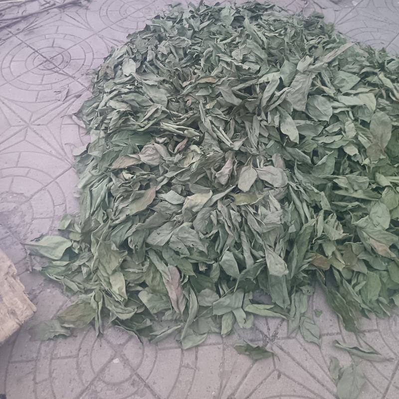 绿柿叶最后几天了有要的赶紧下单了！